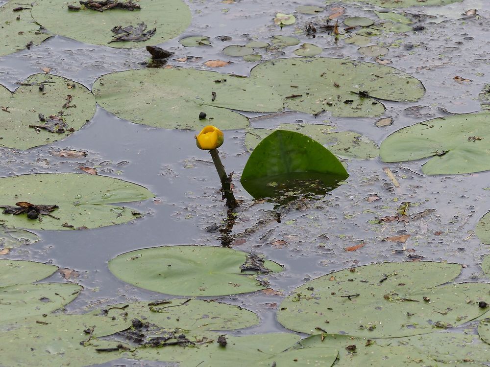 Fleur de lotus