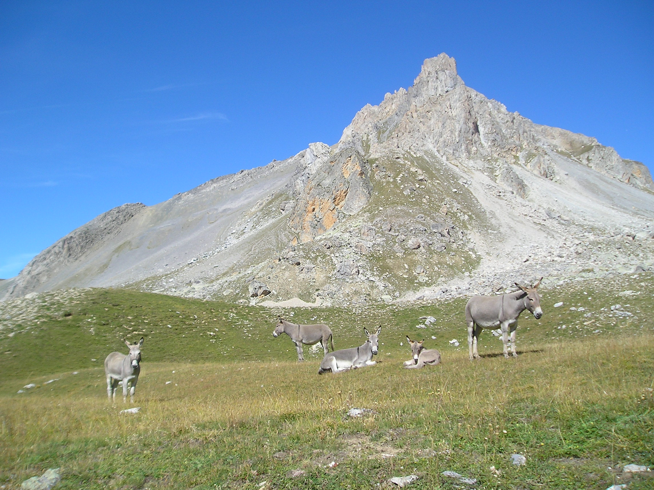 Les ânes du col de Larche Les ânes du col de Larche