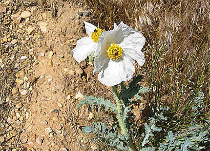 Fleur de désert