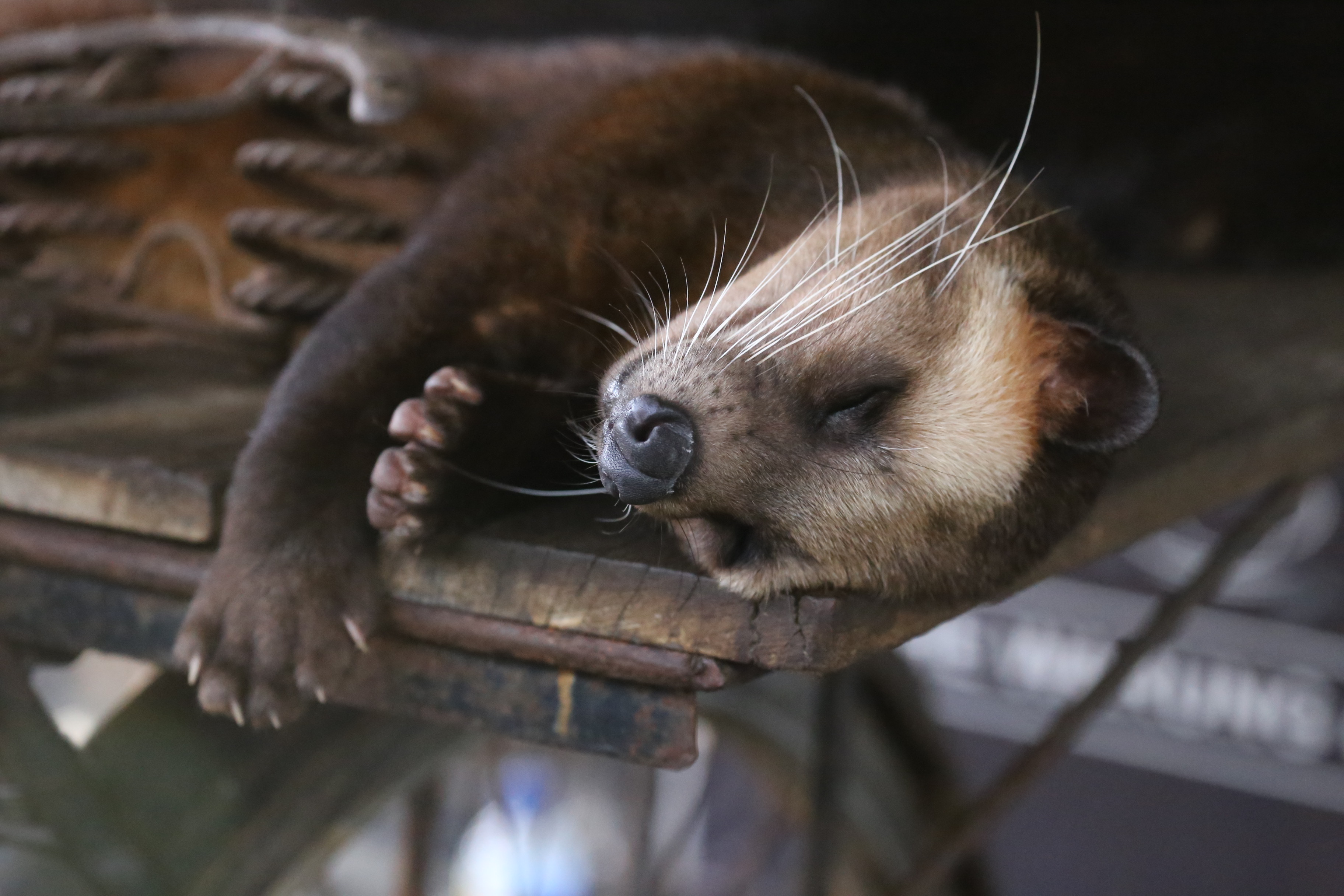 Luwak Luwak