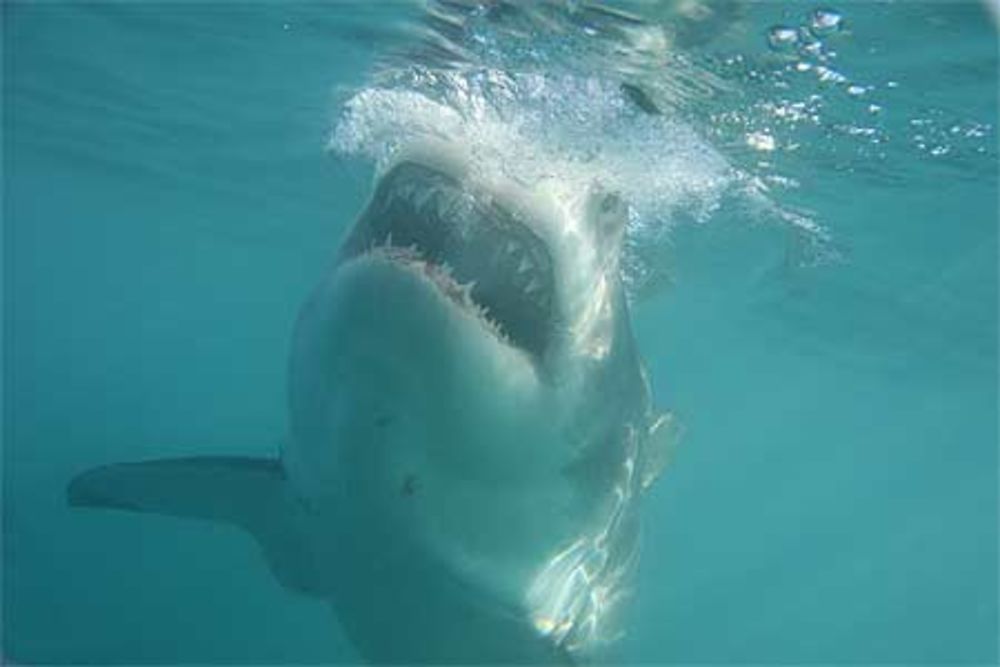 Grand requin blanc