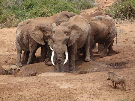 Addo NP Addo NP