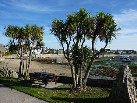 Palmiers bretons sur l'île