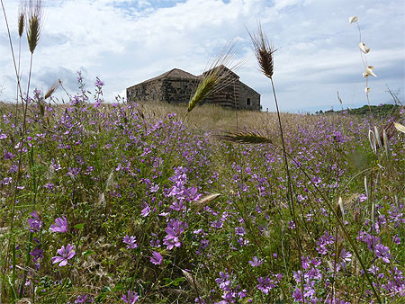 Fleurs sauvages Fleurs sauvages