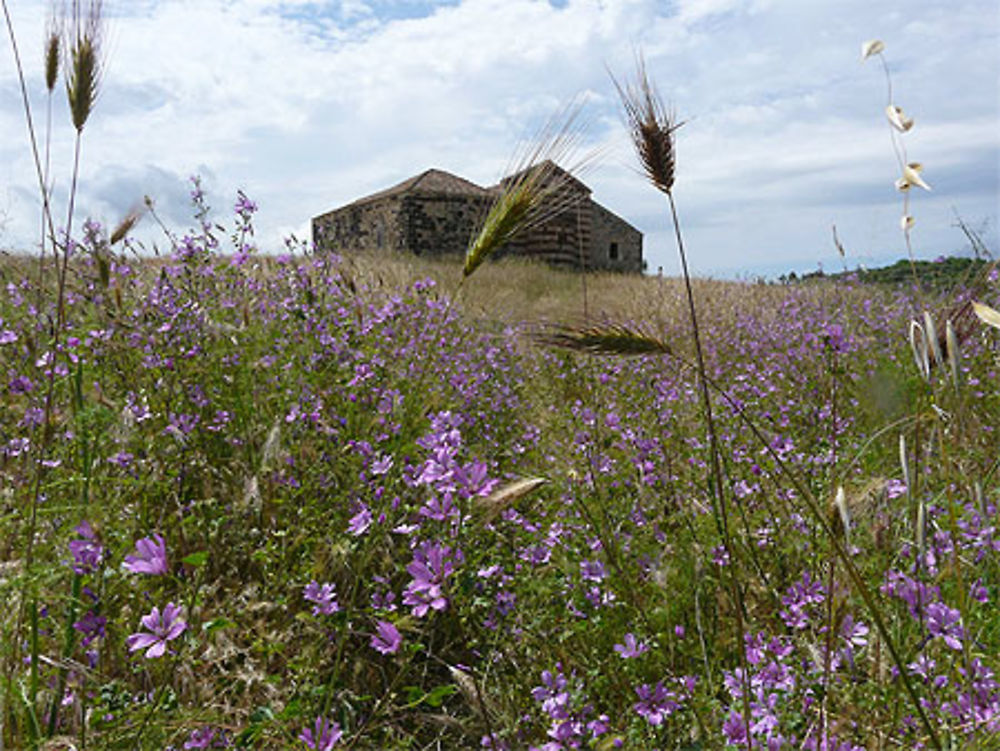 Fleurs sauvages