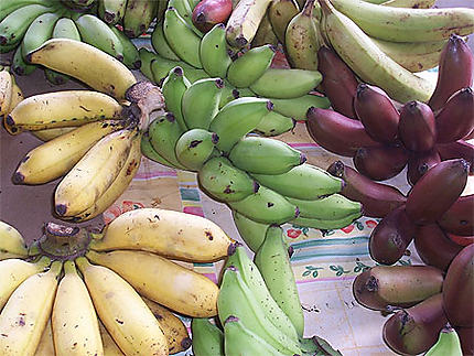 Des bananes de toutes les couleurs pour tous les usages