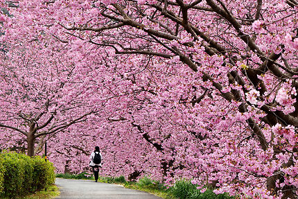 Japon : les cerisiers en fleurs en photos
