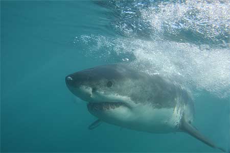 Grand requin blanc Grand requin blanc