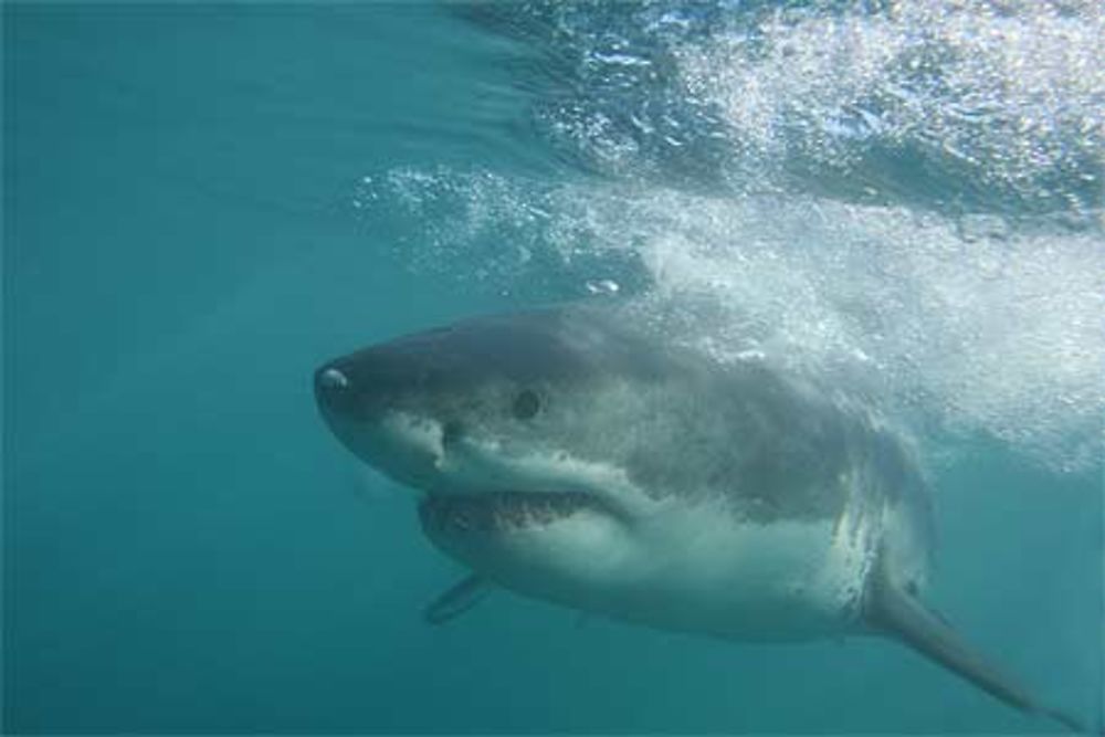 Grand requin blanc