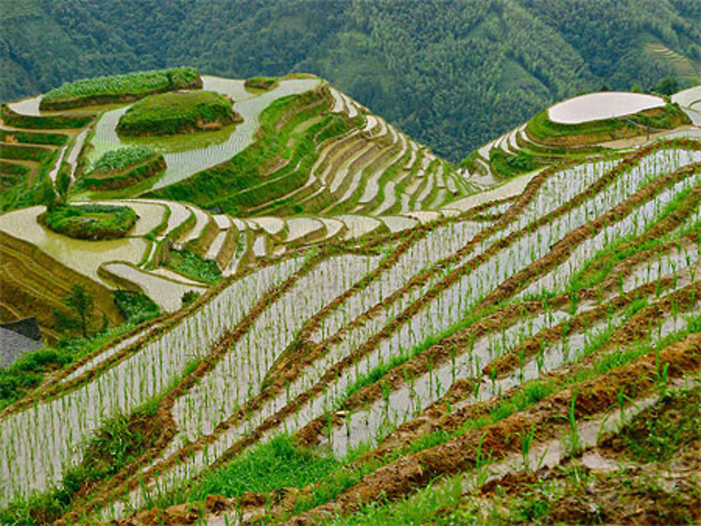 Terrasses de Longji 