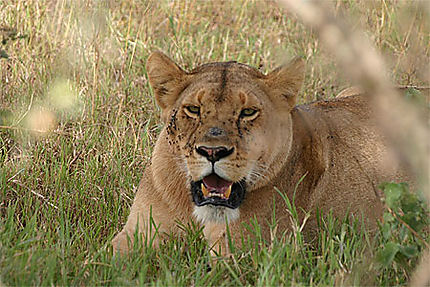 Lionne Serengeti