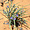 Fleur de désert à Monument