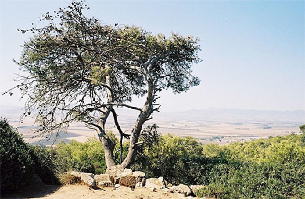 Plaine de la Mitidja vue depuis le Tombeau de la chrétienne