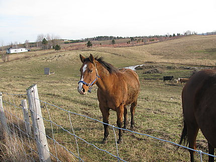 Cheval à St-Octave-de-Métis