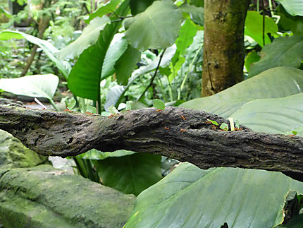 Fourmis transportant des feuilles