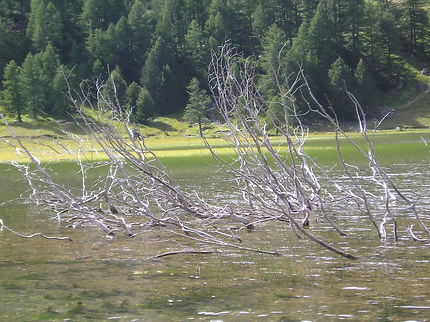 Le lac des Sagnes dans le Mercantour