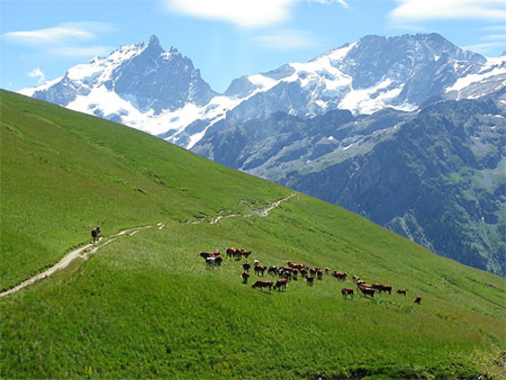 Pic de la Meije depuis Emparis