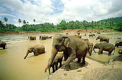 Orphelinat Éléphants