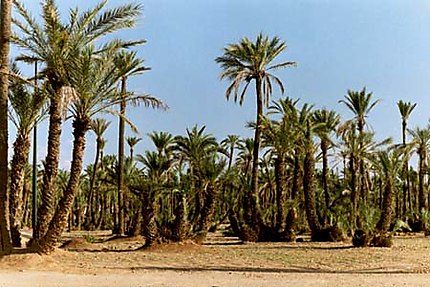 Marrakech, la palmeraie