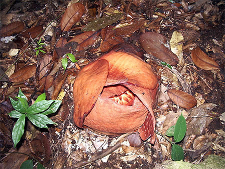 rafflesia rafflesia