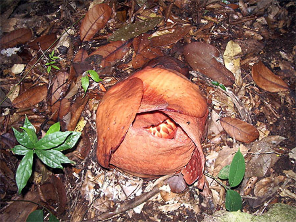 rafflesia