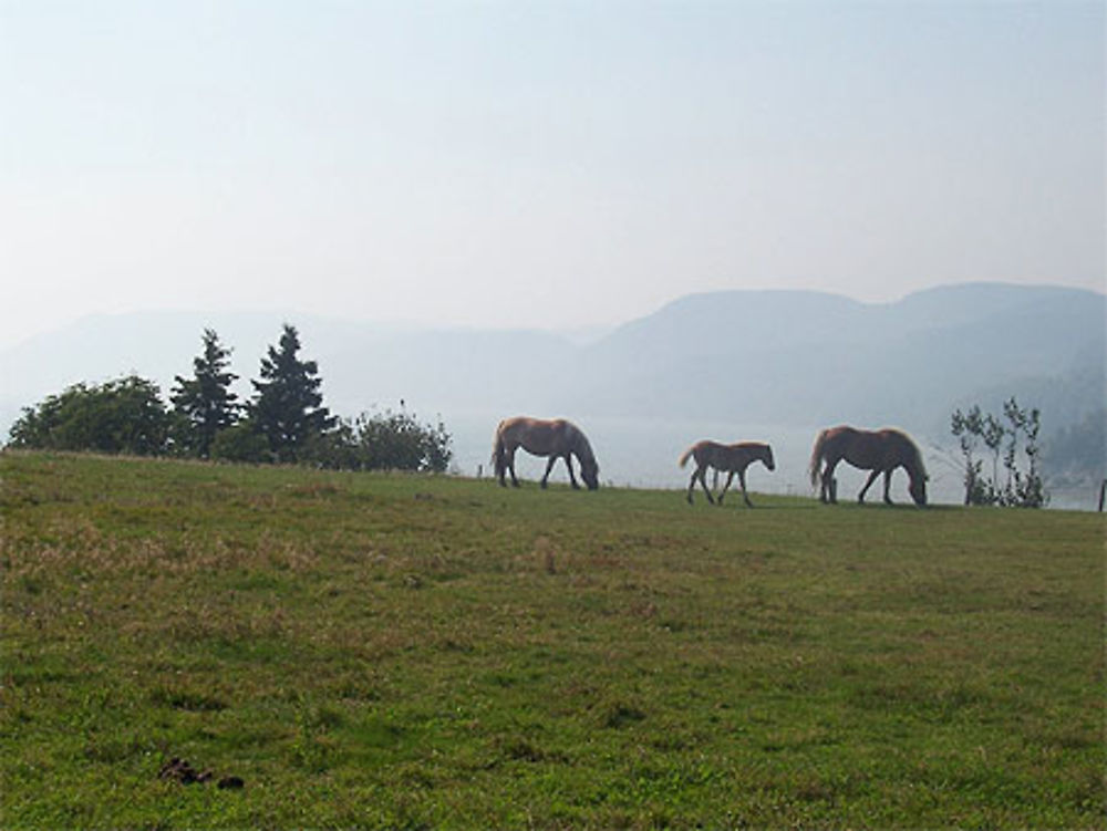 Chevaux dans la brume 