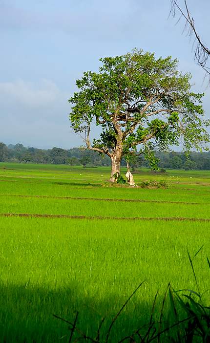 Des rizières à perte de vue, sublime paysage