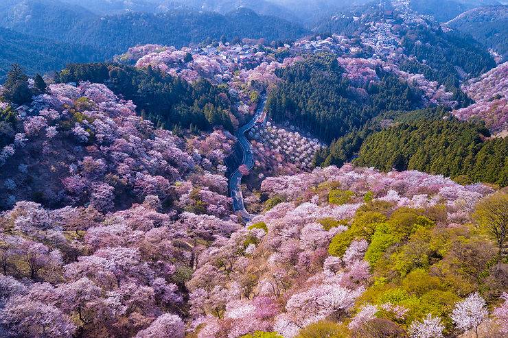 Le Japon, pour les cerisiers en fleurs (mais pas seulement...)
