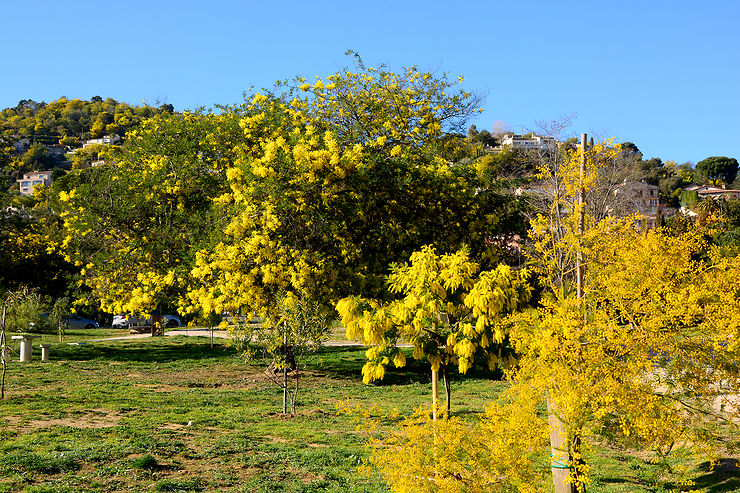 L’arboretum de Mandelieu : pour tout savoir sur le mimosa