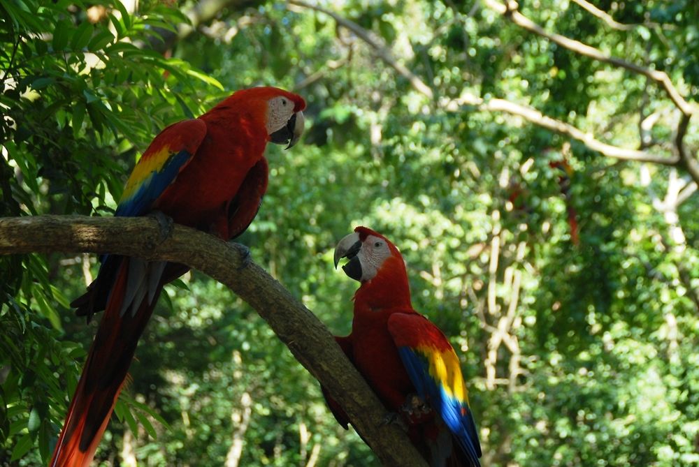 Gumbalimba Park