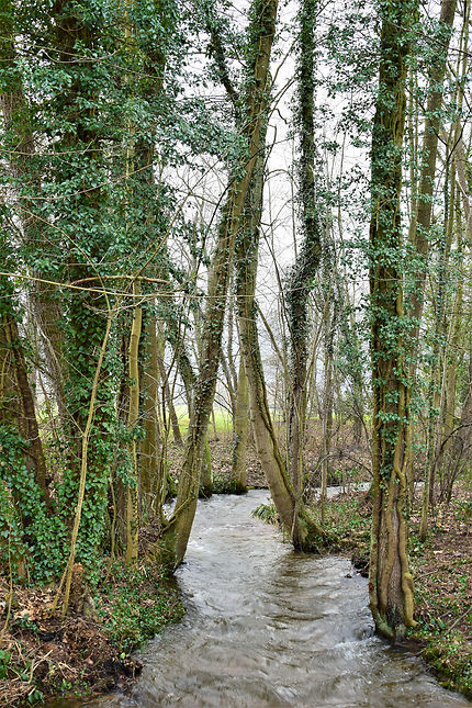 La forêt près d'Obernai, Alsace