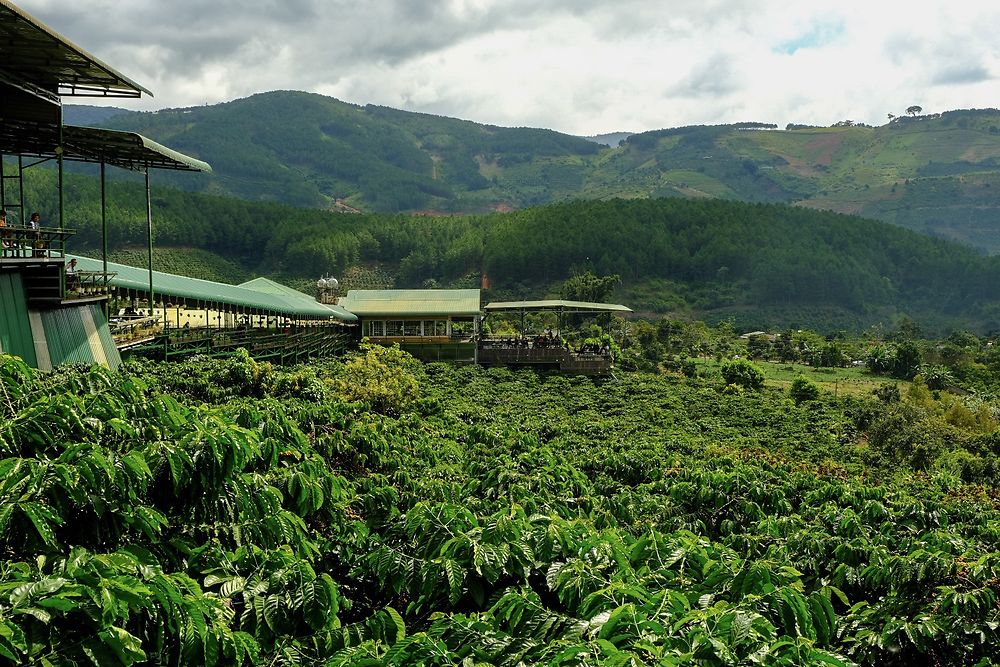 Plantation de café, Dà Lat