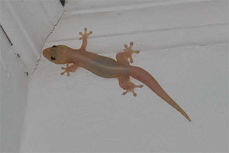 Margouillat