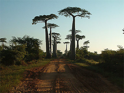 Morondava, l'allée des baobabs