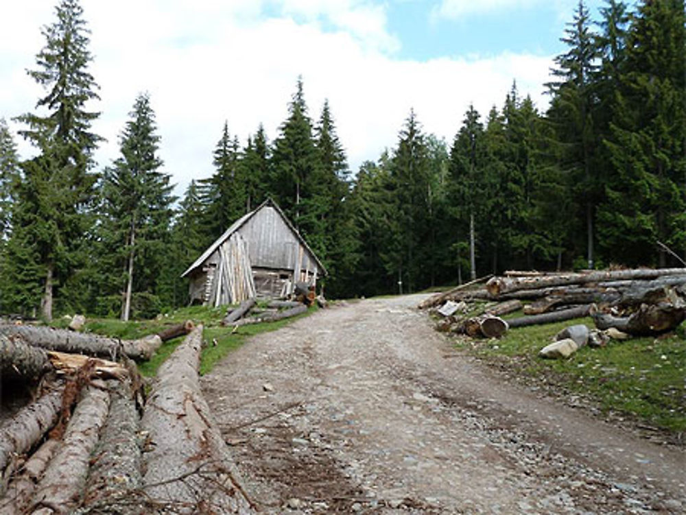 Le bois au bord du chemin