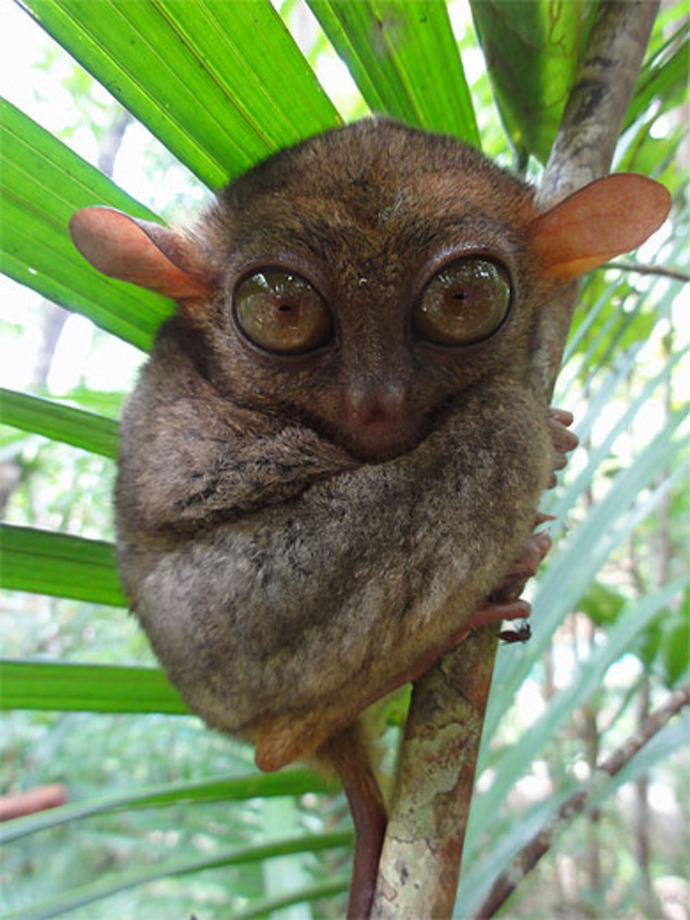 Tarsier