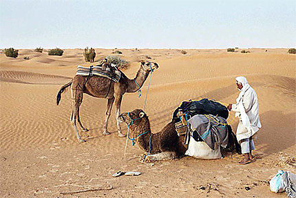 Ali et ses chameaux