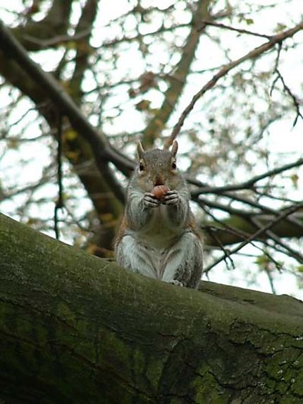 Ecureuil dans un parc londonien