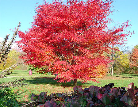 Genève-Parc en automne Genève-Parc en automne