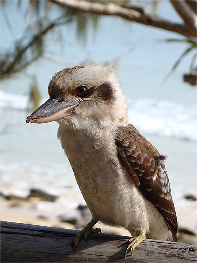Oiseau Oiseau