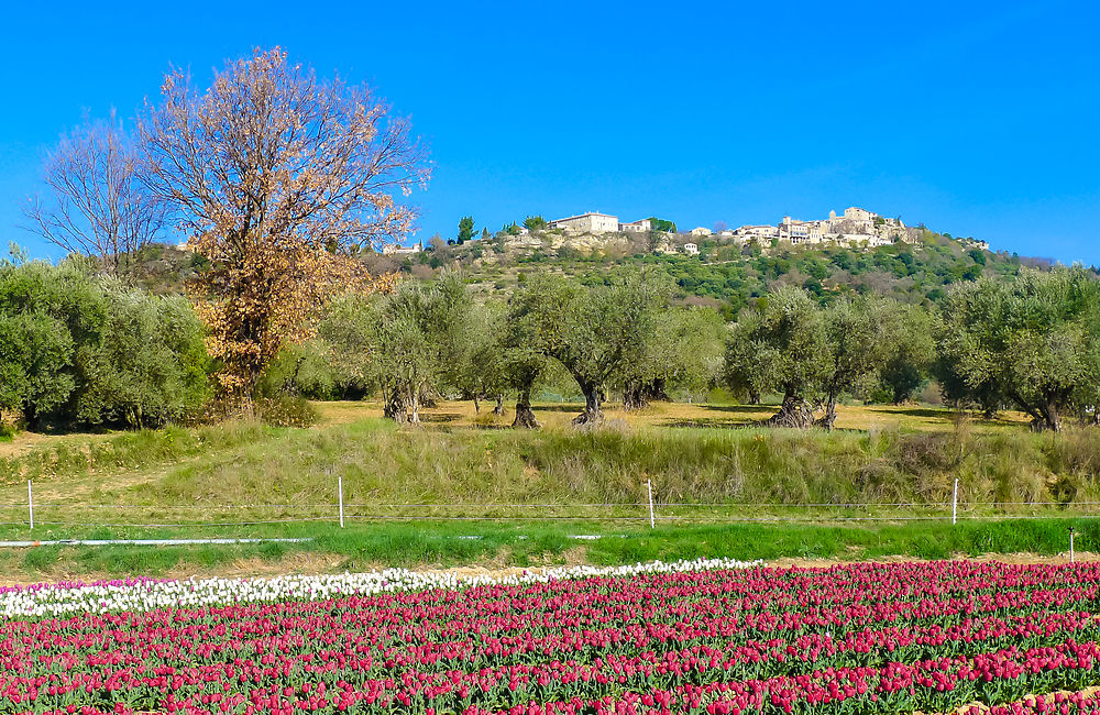 Oliviers et tulipes à Lurs