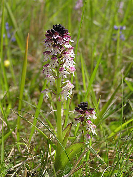 Orchis brûlée