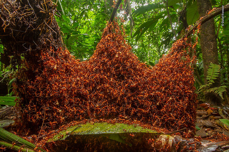 Fourmis légionnaires nomades formant un nid temporaire pour la reine, Costa Rica