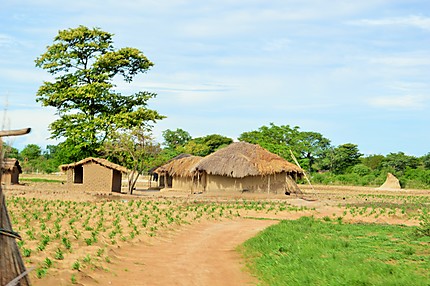 Cases traditionnelles à Liwonde