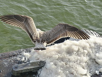 Les oiseaux impatients attendent les bateaux