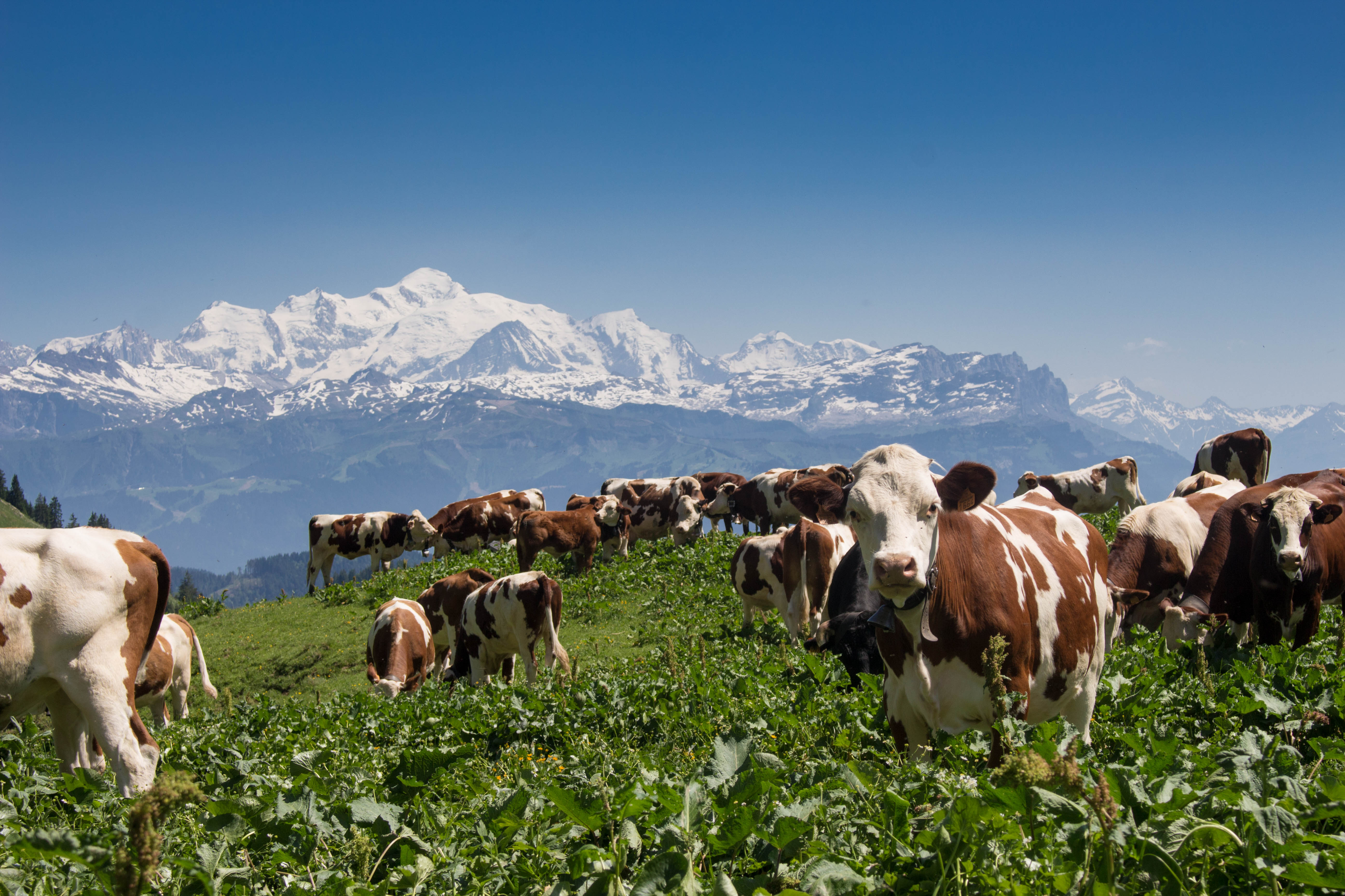 Alpage de Montbeliardes face au Mont Blanc Alpage de Montbeliardes face au Mont Blanc