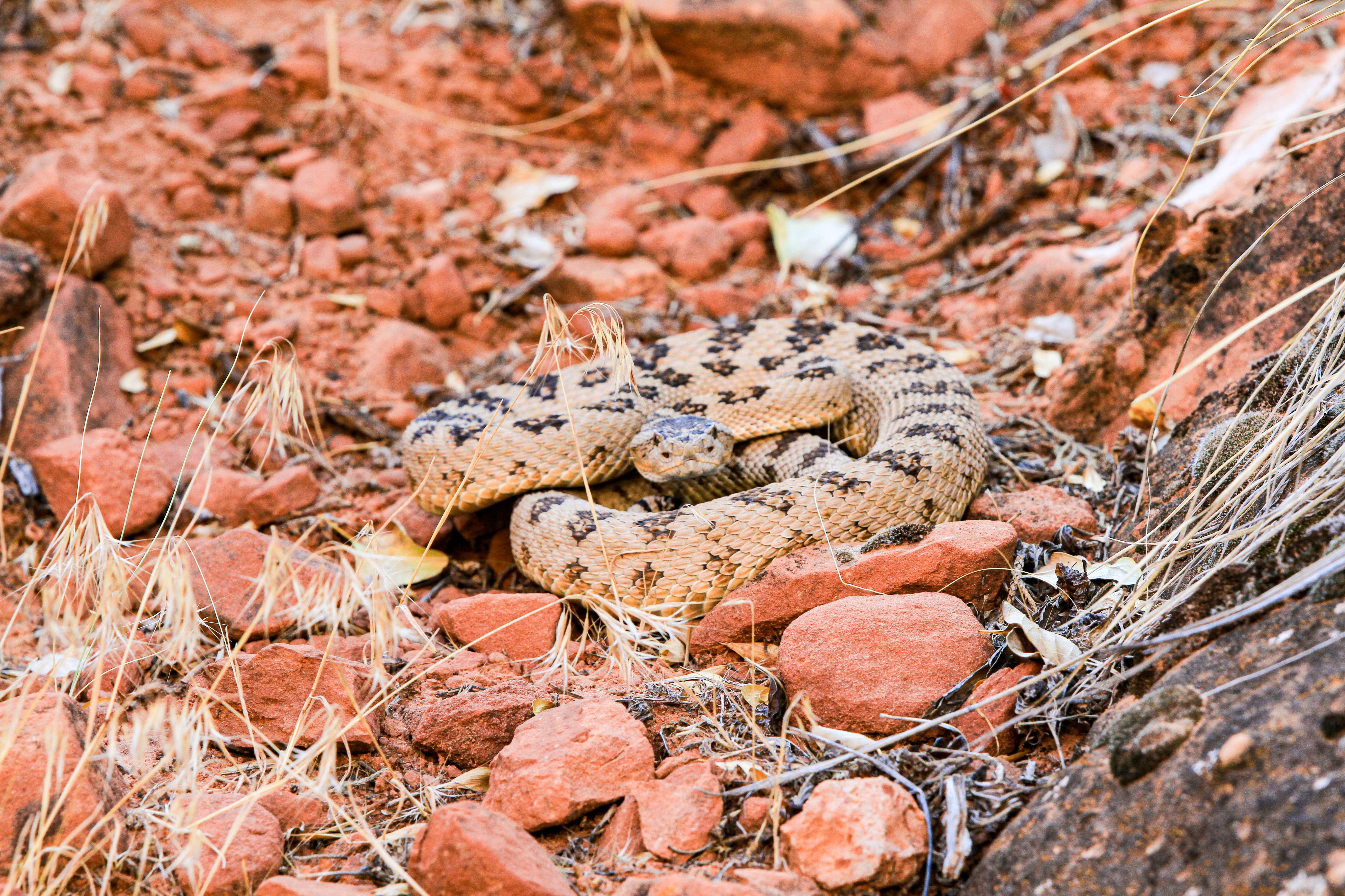 RATTLESNAKE AT ZION RATTLESNAKE AT ZION