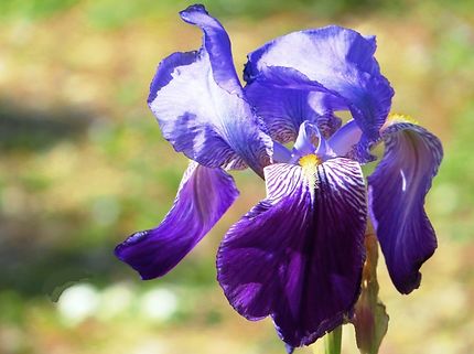 Iris de printemps