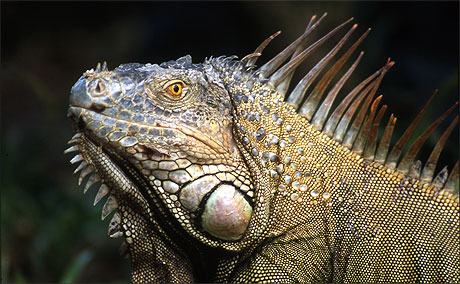 Iguane Iguane