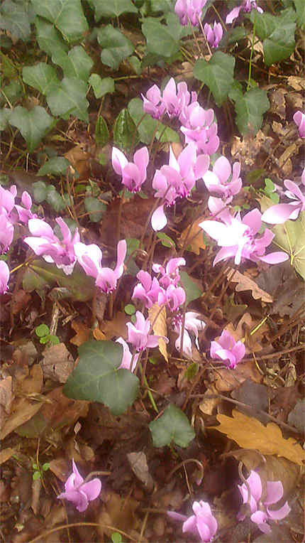 Cyclamen sauvages